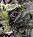 راهنمای نگهداری و پرورش گیاهان آپارتمانی - برگ بیدی